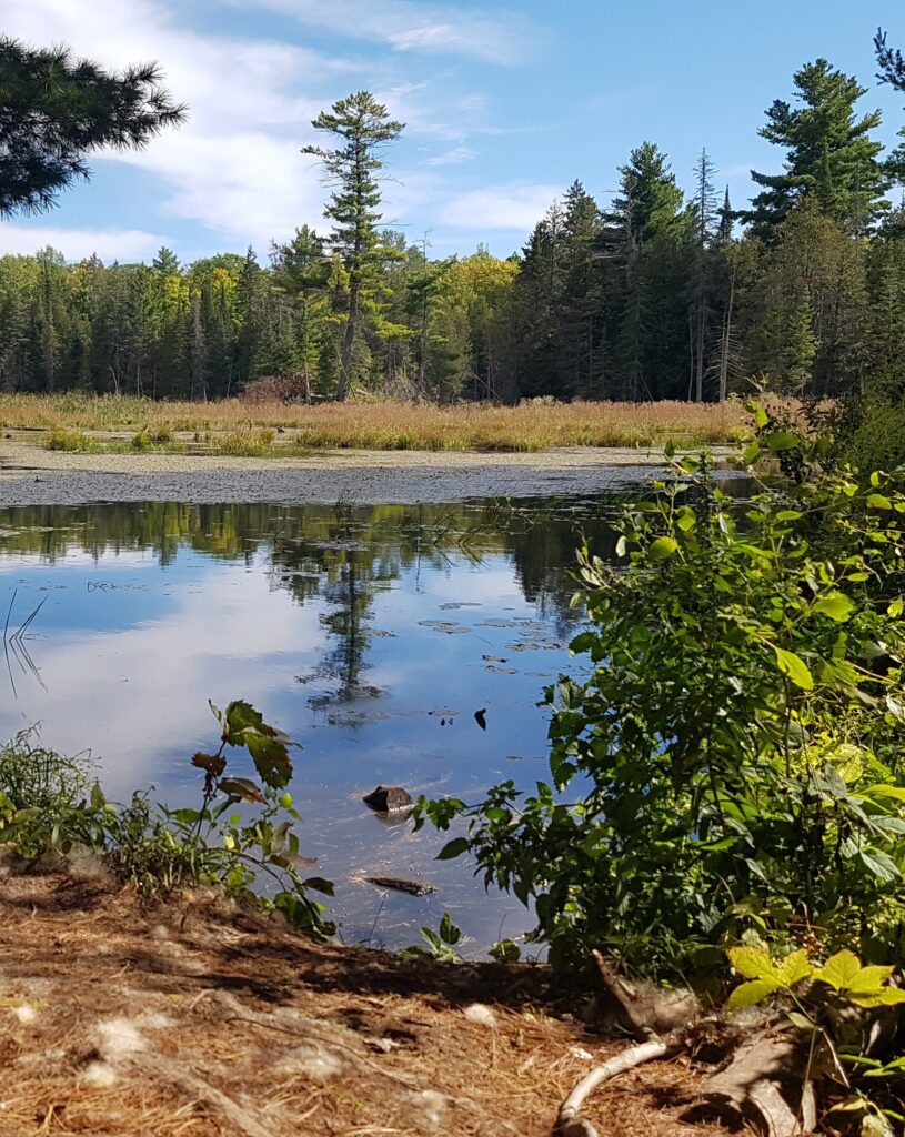 High Lonesome Beaver Pond