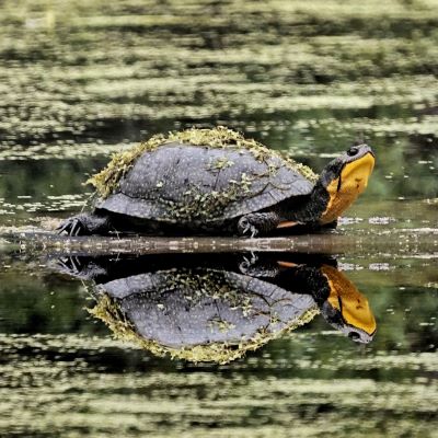 Blanding's Turtle