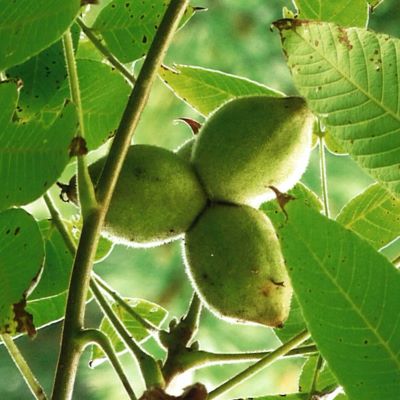 Butternut Tree