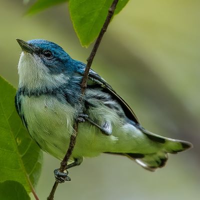 Cerulean Warbler