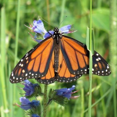 Monarch Butterfly