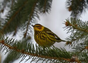 Male Cape May Warbler (Setophaga tigrine) in spring showing full breeding plumage