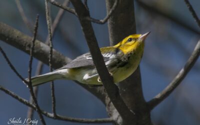 Birding at the Festival of the Wild Child