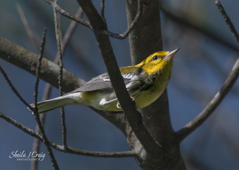 Birding at the Festival of the Wild Child