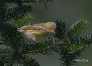 Male Cape May Warbler (Setophaga tigrine)