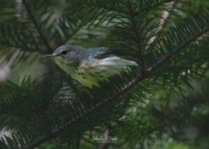 Female Cape May Warbler (Setophaga tigrine)