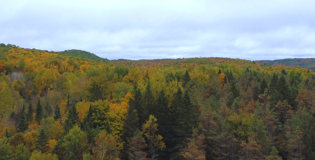 Chatson Woods at Rose Hill Nature Reserve